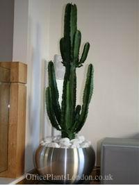 Euphorbia (Cactus style) in a London apartment
