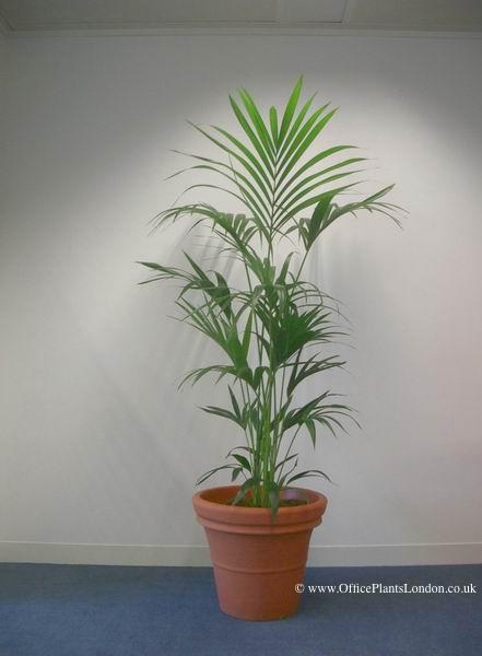 Kentia Palm in a London office